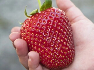Kan barnet spise jordbær og røde bær?