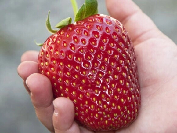 Kan barnet spise jordbær og røde bær?